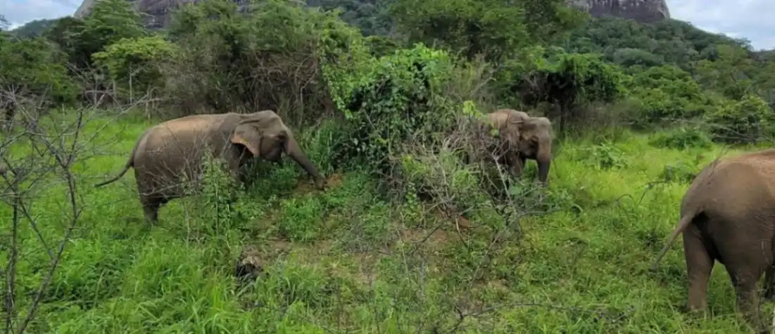 Sri Lanka wild life and Beach Tour-1